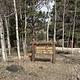 Wooden sign surrounded by aspen trees in camping area.