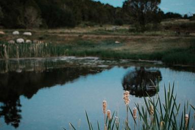 Cedar Ridge Ranch