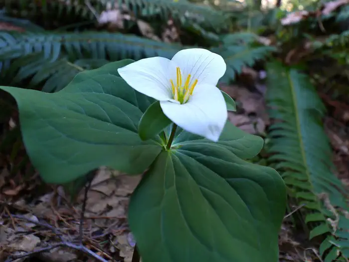Cave Creek Campground