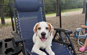 2026 Forest River RV Salem 33TS