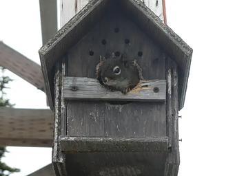 Big Creek Badly Hostess
