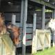 Stable/barn with horses in stalls — shows the on-site equine facilities and accommodations (from Horse Accommodations page).