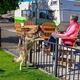 KOA Paw Pen Sites_Camp With Your Dog (Coming 2025 Erie KOA)