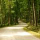 Long, tree-lined entrance lane through the campground — good overall site/landscape view; sourced from the About page description of the entrance lane.