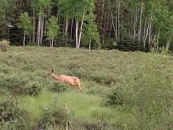 Deer at Elk Creek Campground
