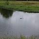 Beard's Lake Gators