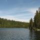 lake water with dense conifers along the shore