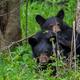 Black Bear at Cades Cove