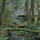 Moss covered trees in the rainforest. Several of the trees have fallen across a small creek.