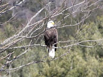 Bald Eagle