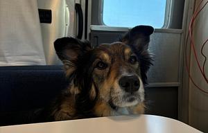 Date my Airstream.  Kid and Pet Friendly!