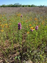 Abilene Butterfly RV Resort