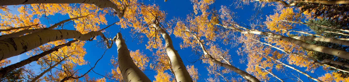 Jacks Creek Group Area