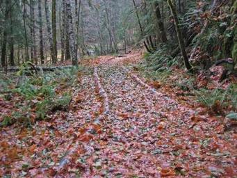 OHANAPECOSH GROUP CAMPGROUND