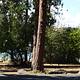 Beautiful campground along the shoreline. Trees and Lake in back ground.