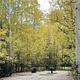 Campground, fall foliage, picnic table, fire pit