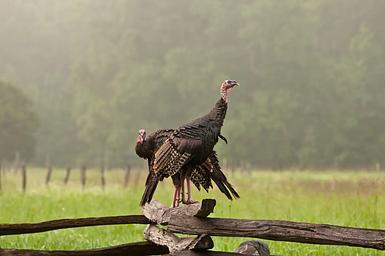Wild Turkey
