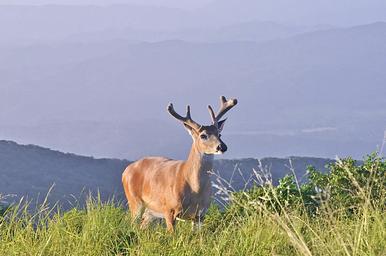 Cades Cove Campground