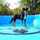 Bright photo of the campground pool interior (with a dog present) showing pool color, logo decal and ladder — useful to display the on‑site pool amenity.
