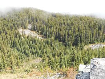 001, Loop: MCGUIRE MTN. LOOKOUT RENTAL