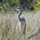 Blue Heron viewed from boat launch off boat launch road