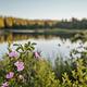 Wild flowers at Roubaix Lake