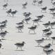 A flock of sandpipers on the beach