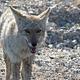 Coyote looking at camera