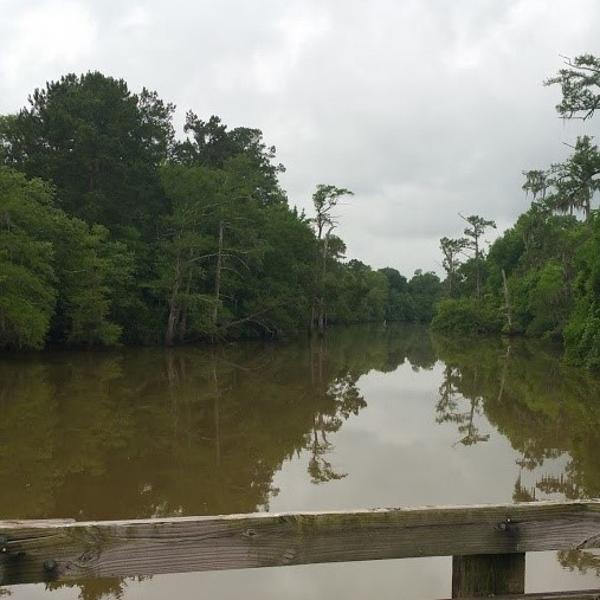 Alligator Park