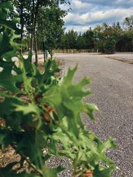Briar Oaks RV Park