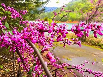 Ellery Creek Red Bud Blooms