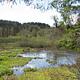 Brown Creek Pond