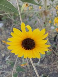 Arrey of Sunshine RV Park