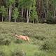 Deer at Elk Creek Campground