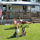Close-to-mid shot of an RV site with a raised deck, chairs and dogs — shows typical campsite setup and guest amenities (homepage image).
