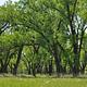 Leafy Cottonwood Trees