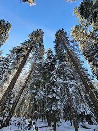Old growth trees at Surveyor Recreation Site.