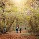 Hikers with a park ranger beneath fall colors at Congaree National Park