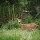 Deer at Pinnacles Campground