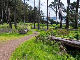 Dirt path leading through Kirby Cove Campground. Through the tall trees, there is a view of the Golden Gate Bridge.