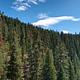 Thick evergreens under a bright blue sky.