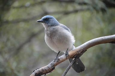 Birding is a Popular Activity at Chiricahua