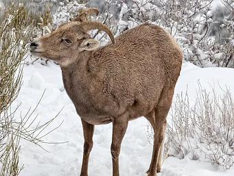 Female Desert Bighorn Sheep in Snow