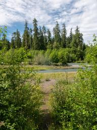 Hoh Campground 03