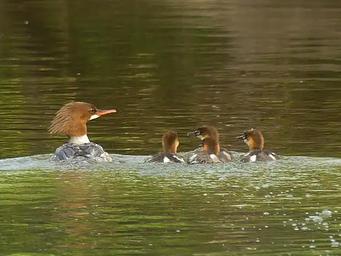 A female Common Merganser and four babies photographed on the Current River near Two Rivers (preview)