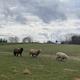 Juniper Hill Farm