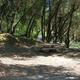 Image of a wooded campsite with a picnic table and natural setting; hosted on the property's Amenities/Campground pages and useful for showing typical campsite layout and surroundings.