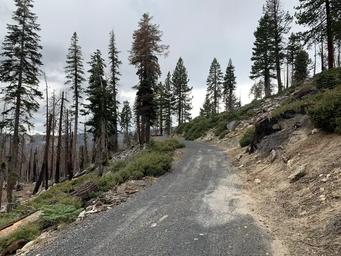 A photo of part of the road to Yosemite Creek Campground.