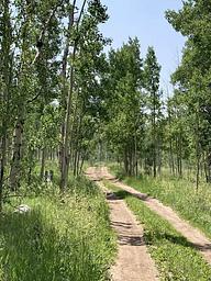 Dirt road through aspen trees