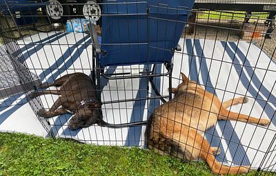 The Dog's Vacation House